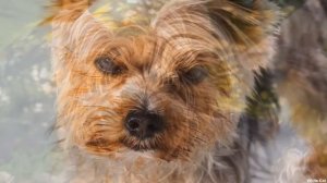 Йоркширский терьер: Всё о породе. Плюсы и минусы мини собачки.