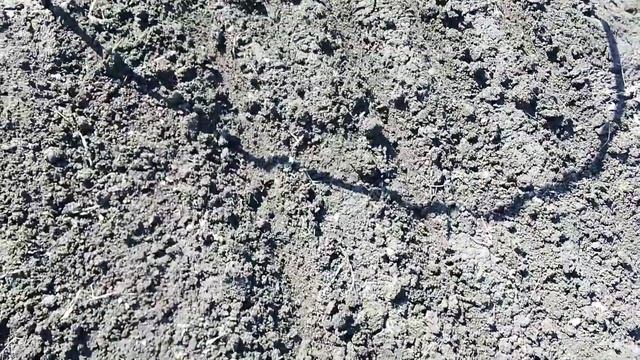 РАННЯЯ МОРКОВЬ. ПОСАДИЛИ МОРКОВЬ 25 МАРТА. САМАЯ РАННЯЯ ПОСАДКА МОРКОВИ. смотреть онлайн