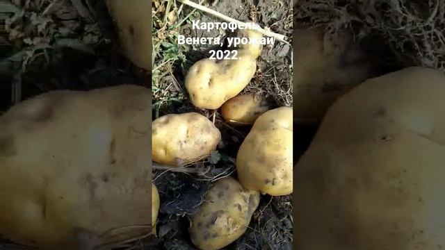 Картофель который не боится засухи! Сорт Венета. смотреть онлайн
