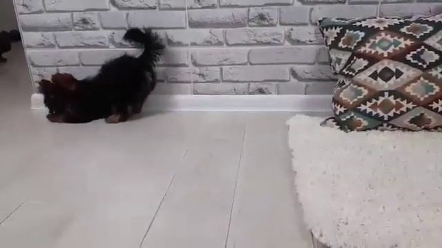 Йорк, цветной Йорк, 2,5 мщенки, собаки, купить йорка, Снежное Королевство питомник, милые щенки смотреть онлайн