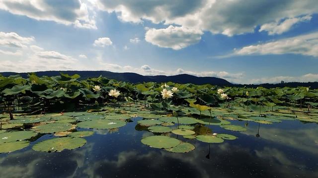 Лотосы смотреть онлайн
