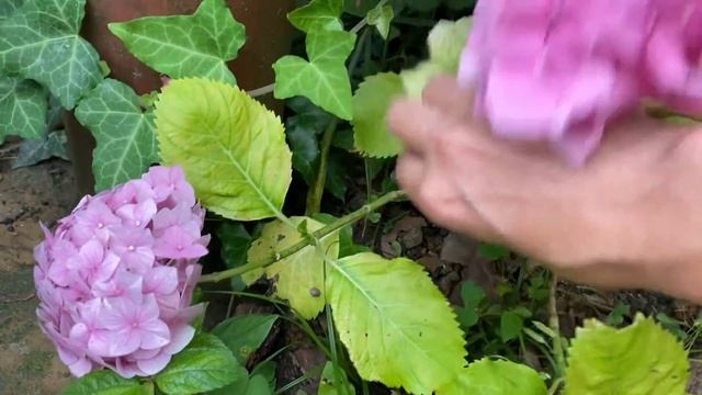 Хлороз гортензии Растение без лечения Крупнолистные гортензии смотреть онлайн