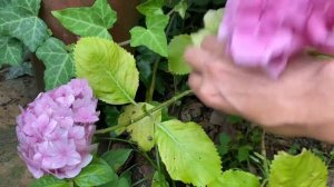 Хлороз гортензии Растение без лечения Крупнолистные гортензии