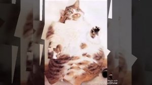 Песня мой котик положу сосиську я в ротик