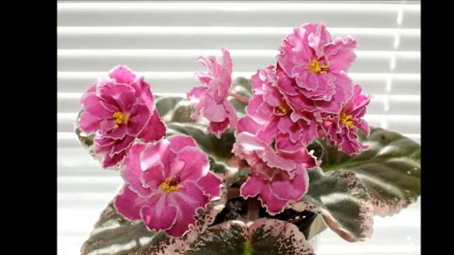 Нежность смотреть онлайн