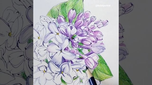 Ветка сирени. Процесс рисования цветными масляными карандашами. смотреть онлайн