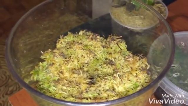 Мох сфагнум живой. Эксперимент по выращиванию.