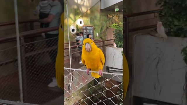 Желтый попугай смотреть онлайн