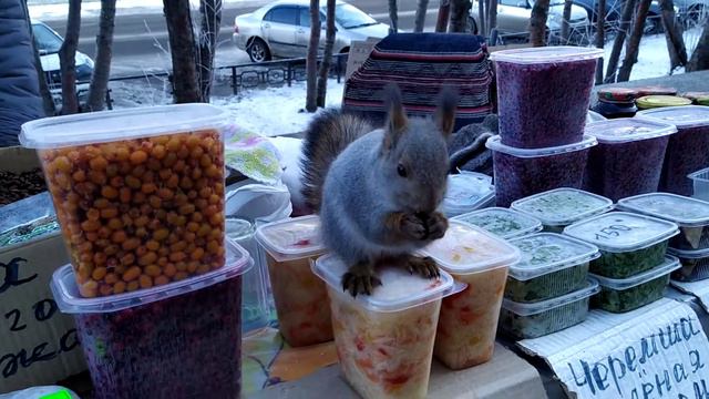Белка "постоянный клиент" уличной торговой точки. г. Сосновоборск, 2-я часть. смотреть онлайн