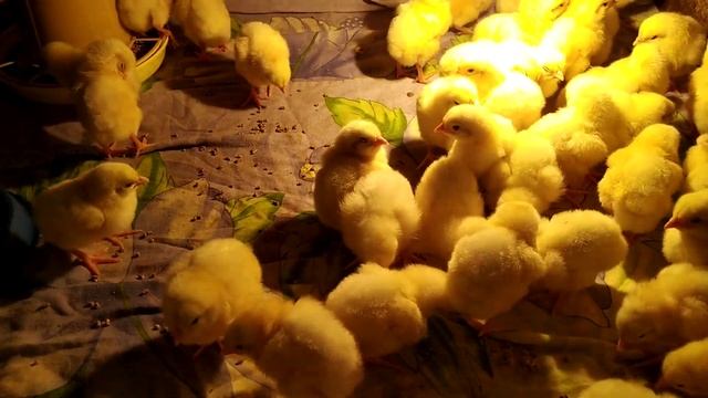 Бройлер кобб 700 приобретен для эксперемента и на мясо . смотреть онлайн