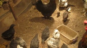 Заселил молодых цыплят со взрослыми курами. Как объединить цыплят с основным стадом кур.