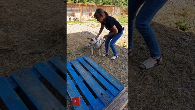 Спасение собаки Эльзы. Приют для животных. Красноярск смотреть онлайн