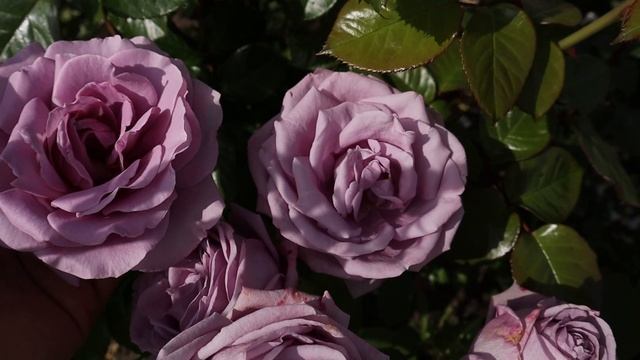 Роза Лав Сонг, сравнение с другими по цвету сортами! Обзор.