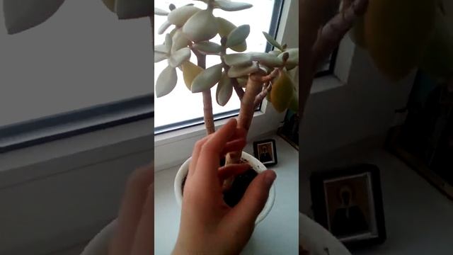 Как заставить толстянку цвести и не болеть смотреть онлайн