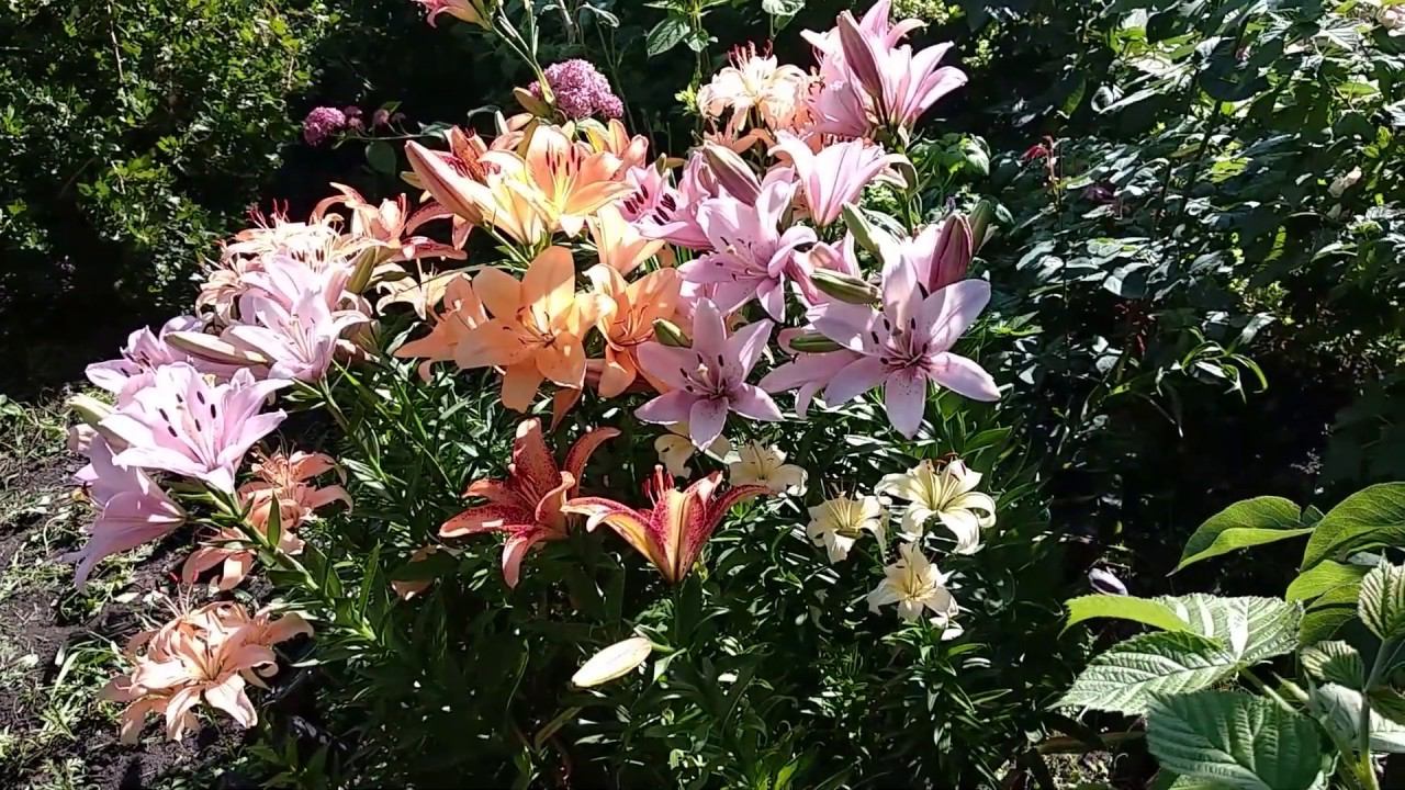 Лилии. Выращивание и уход. смотреть онлайн