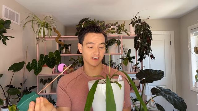 My 5 EASY 'Rare' Plants смотреть онлайн