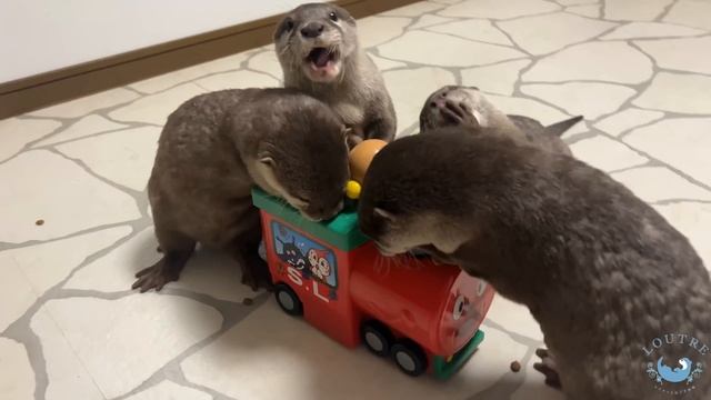 Otter in a Bag of Toys?! смотреть онлайн