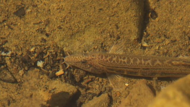 Cobitis taurica Щиповка крымская, или таврическая смотреть онлайн