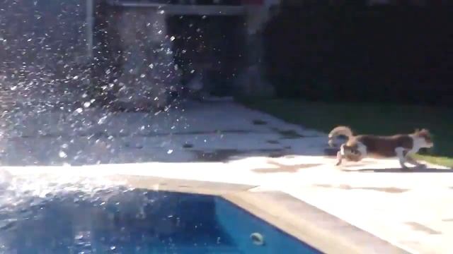 Очень пугливый кот. смотреть онлайн