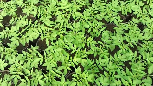 Теплица. 16 марта капуста смотреть онлайн