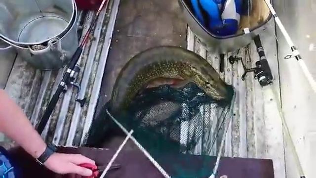 Поймал свинью смотреть онлайн