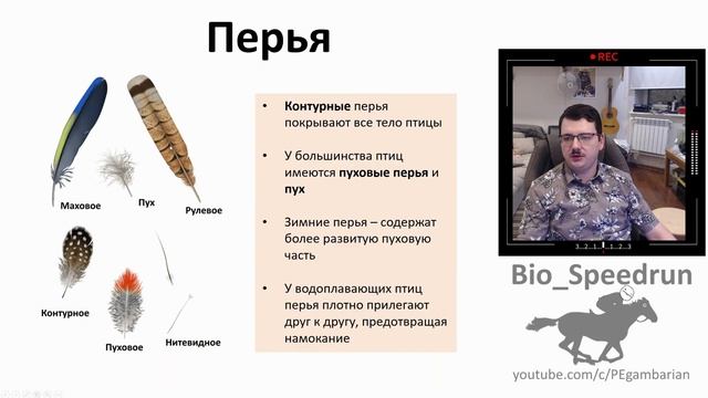 22. Птицы часть I (Speedrun зоология 7 класс, ЕГЭ, ОГЭ 2021) смотреть онлайн