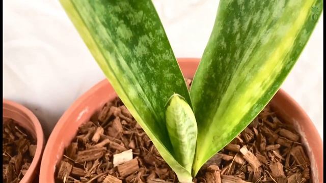 Sansevieria | Sansevieria Sudwala Caves Variegated