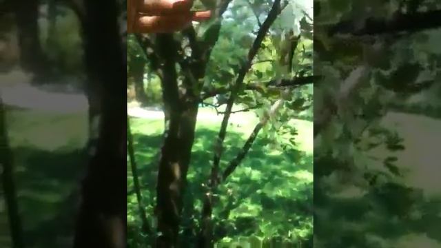 laburnum anagyroides maggiociondolo смотреть онлайн