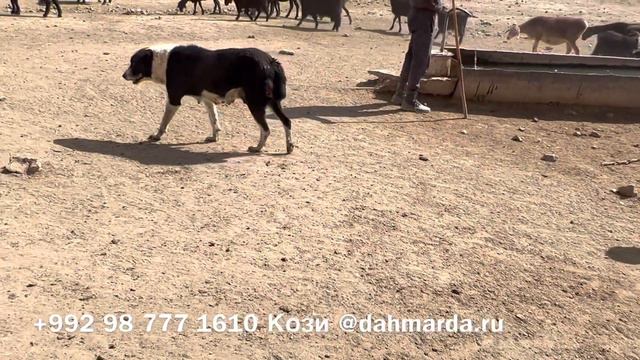 Гиссарские овцы и аборигенные САО Таджикистана саги дахмарда Кози Мирзорахимова смотреть онлайн