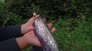 Вечерняя ловля сома на донку с берега.Рыбалка на реке. Ловля сома на донку. Река Свислочь.