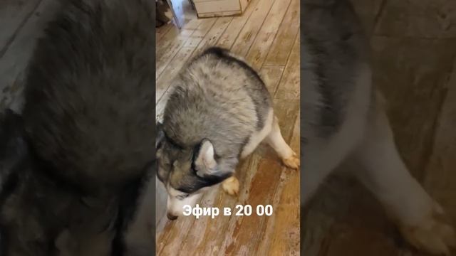 #хаски видная свинка собака смотреть онлайн