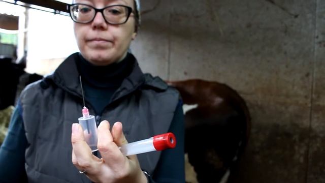 Взятие крови из-под хвоста у коровы смотреть онлайн