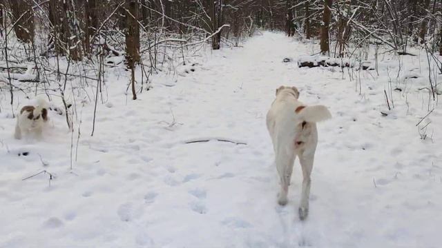 Вот и к нам пришла зима😆 смотреть онлайн
