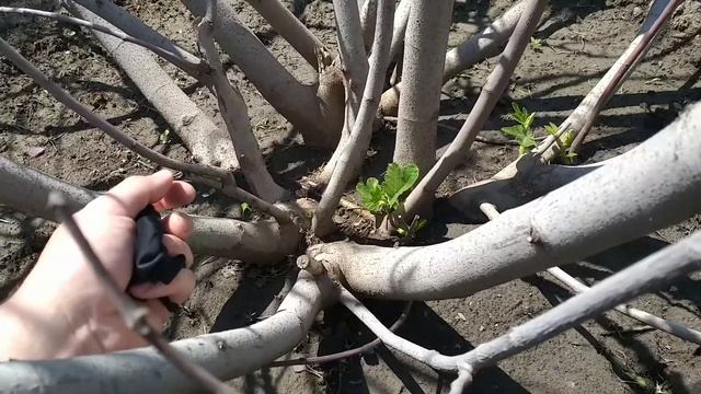 ИНЖИР ПРОСНУЛСЯ ПОСЛЕ ЗИМЫ! смотреть онлайн