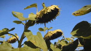 Гибрид подсолнечника ЮВС-3