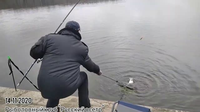 14 ноября 2020 г. Рыболовный клуб "Русский осетр" смотреть онлайн