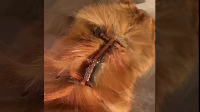 Брелок адресник для собаки, кошки, ключей, сумки, рюкзака смотреть онлайн