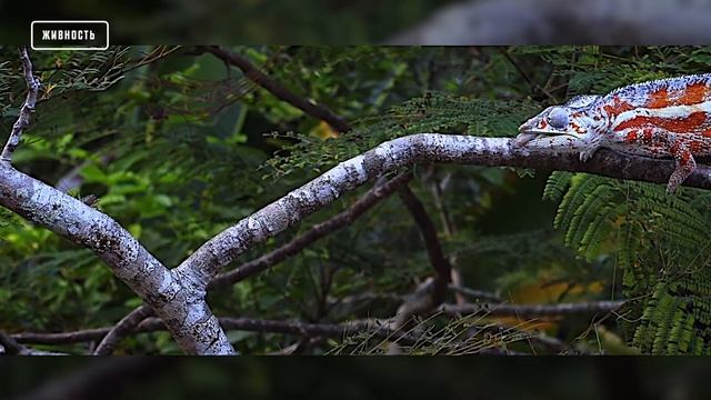Вы не Поверите, на Что Способны Хамелеоны! смотреть онлайн