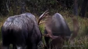 Брачное поведение Европейского лося