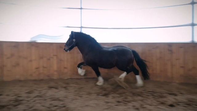 Жеребец производитель Ливан +79206244177