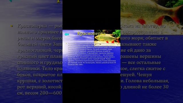 Рыба красноперка - информация смотреть онлайн