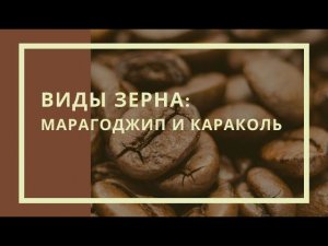 Виды зерна: Марагоджип и Караколь