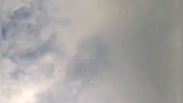 Николаевские голуби. (Молодежь, Чёрные Рябобородые, Племя) п. Барятино Липецкая обл. 20.08.2022.🕊️🇷 смотреть онлайн