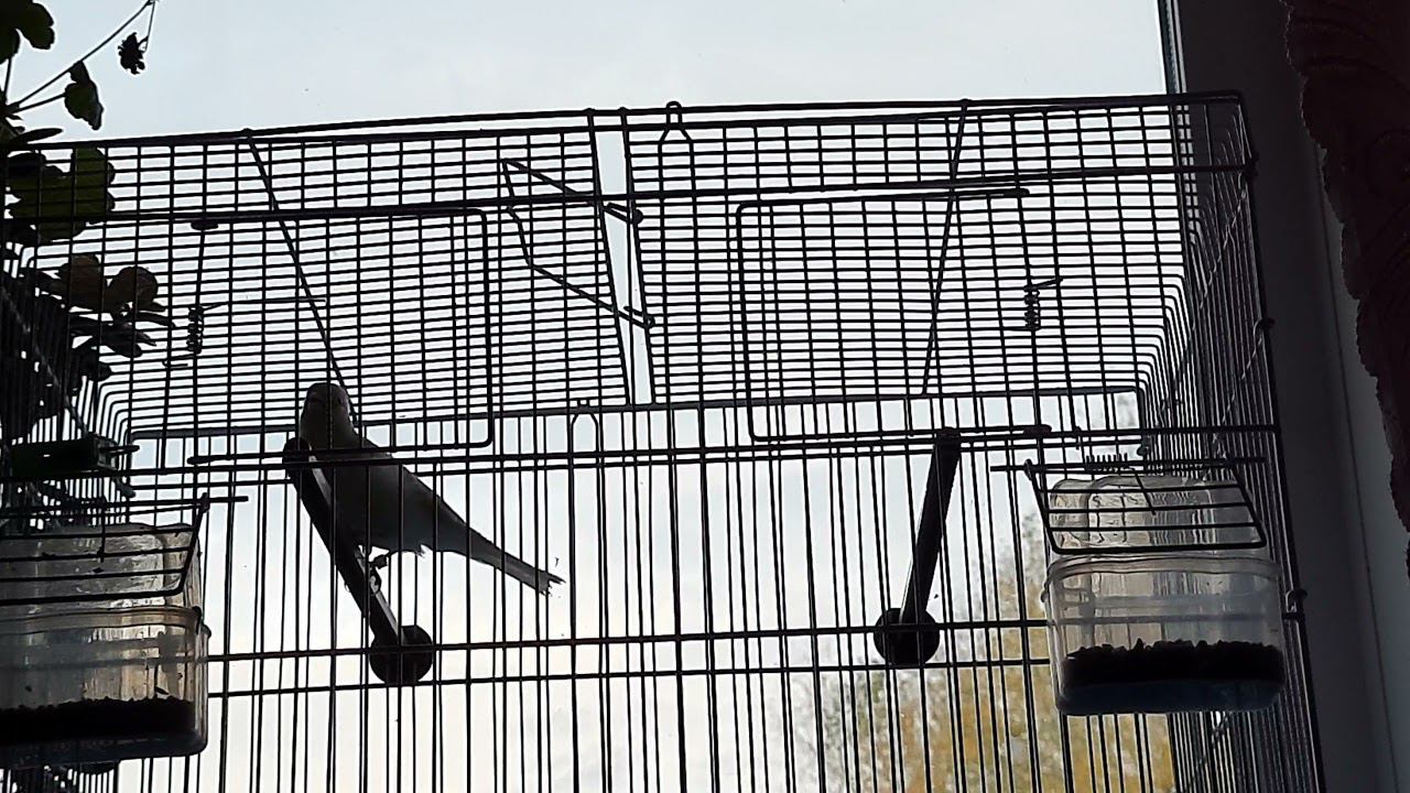 Песня гибрида щегол+канарейка 15 сентября 2021 год. смотреть онлайн