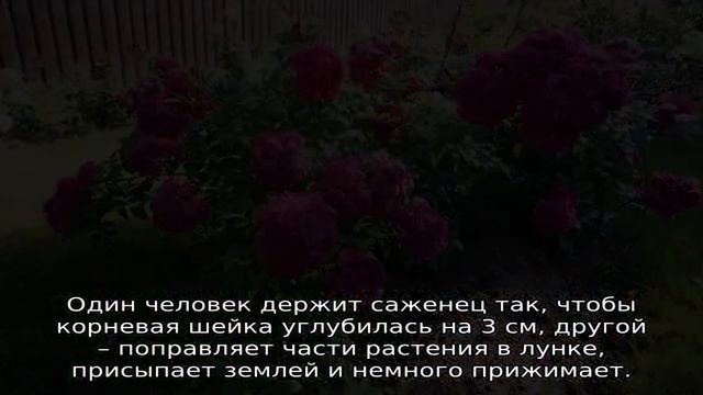 Роза Динки смотреть онлайн