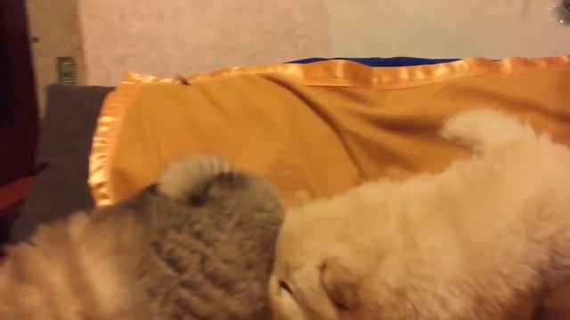 Щенки чау-чау. смотреть онлайн