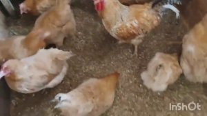 Царскосельские куры. часть 1. Годовая яйценоскость.