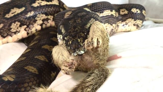 Python and Squirrel on Couch--Attacks Squirrel and Eats It (Time Lapse x6) смотреть онлайн