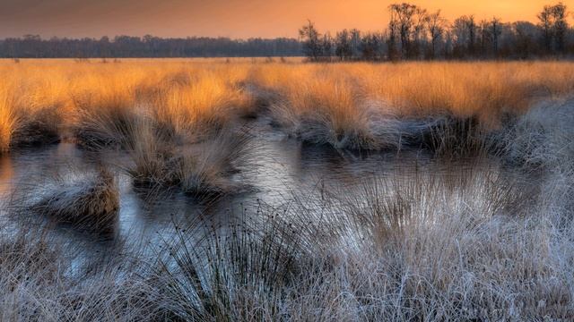 Диктант по русскому языку с проверкой! 9 класс.  У Ржавого болота