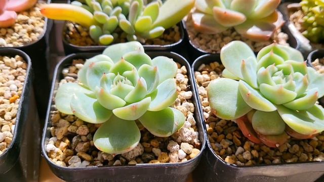 창틀💓잎꼬지 플분육이들💓 깔끔하게 배치 смотреть онлайн